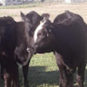 Meet your Posher, Wayne